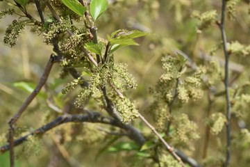 Mulberry flowers / The leaves are silkworm bait.