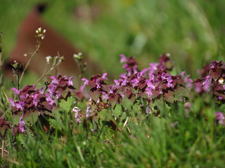 flowers in the garden
