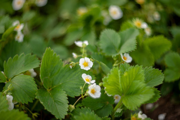 Watering  blooming strawberry bushes on nature. Colorful artistic image, falling drops of water from watering can. Natural lighting effects. Shallow depth of field. Selective Focus, flower landscape