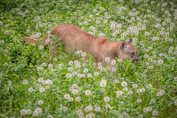 Fototapeta premium Canadian cougar among flowers. Big cat and flowers.