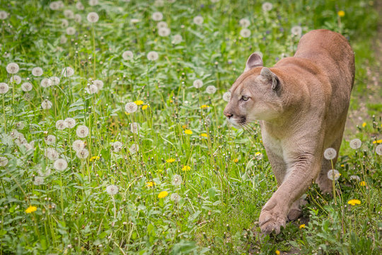 The Cougar (Puma Concolor)" Images – Browse 3 Stock Photos, Vectors, and  Video | Adobe Stock