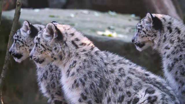 Snow leopard with young kittens (Panthera uncia)