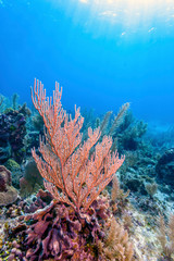 Fototapeta na wymiar Coral reef off the coast of Roatan Honduras