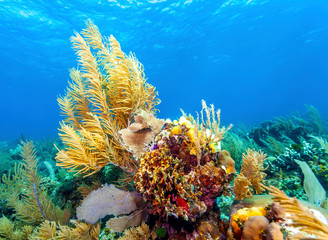 Naklejka na ściany i meble Coral reef off the coast of Roatan Honduras