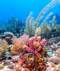 Coral reef off the coast of Roatan Honduras