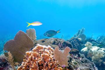 Coral reef off the coast of Roatan Honduras
