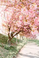 blooming pink sakura trees in spring