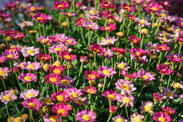 Close up with Madeira specific vegetation in a summer sunny day