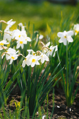 Photo of beautiful narcissus in  park or handsome garden