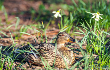 duck in grass