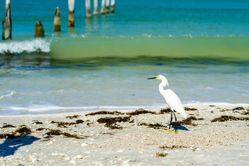 Beach Snowy Egret