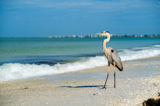 Great Blue Heron