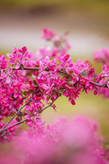 Obraz premium Pink flowrs, beautiful branch, spring park, blury background