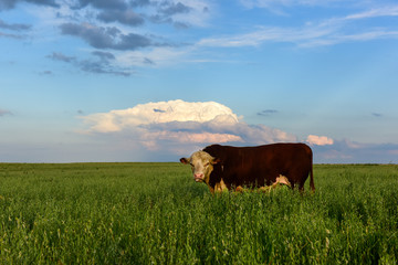 Bull raised with natural grass, Argentine meat production