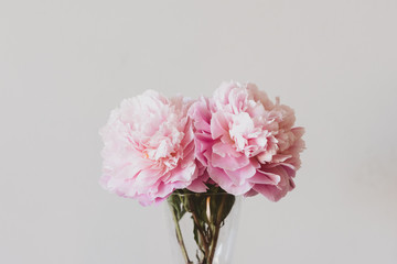 Closeup of pink peonies in glass vase against neutral wall background - selective focus