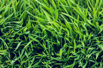 Green grass background. Top view