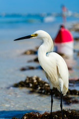 Beach Snowy Egret