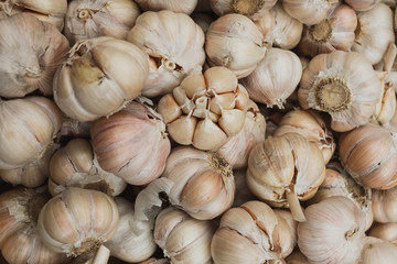 Close up  Garlic bunch in the market