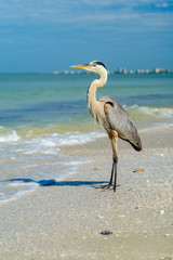 Great Blue Heron