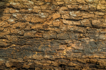 trunk of the tree. Tree age. Roots and large stems.