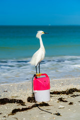 Naklejka premium Beach Snowy Egret
