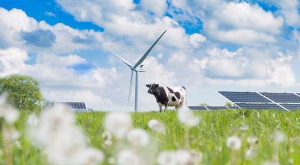 solar cell and cow