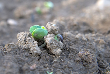 soy plant sprouting