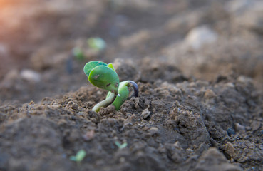 soy plant sprouting