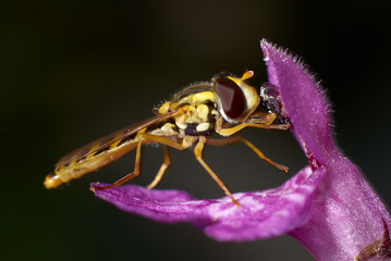 Bee Pollinating Small Purple Flower, Macro View