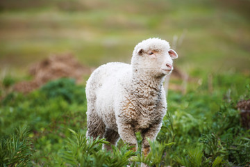 Obraz premium Photo of a cute little fluffy lamb in green field