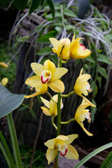 Obraz premium Yellow orchid flower 