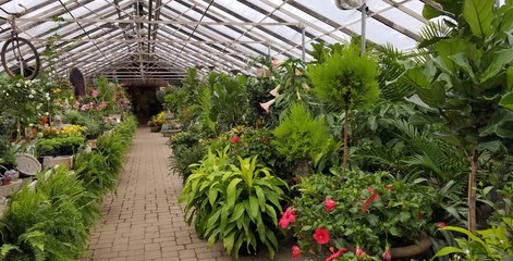 Lush Plants and Foliage in a Large Greenhouse with a Descending Stone Footpath; Gardening, Hobbies, Environmental, Green Thumb Ideas