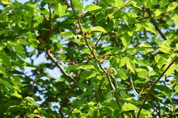 Mulberry berries / The leaves are silkworm bait.