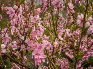 Ice peach tree branch in pink bloom. Fruit tree for garden