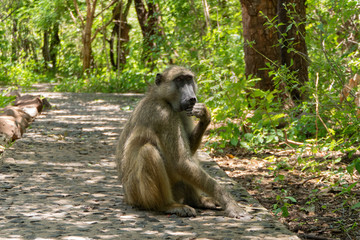 Baboon at Victoria Falls