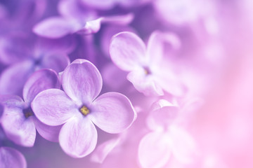 Gentle pink flower background with flowers of a lilac, soft focus