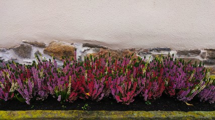 Buntes Heidekraut im Blumenbeet vor einer beigen an Wand