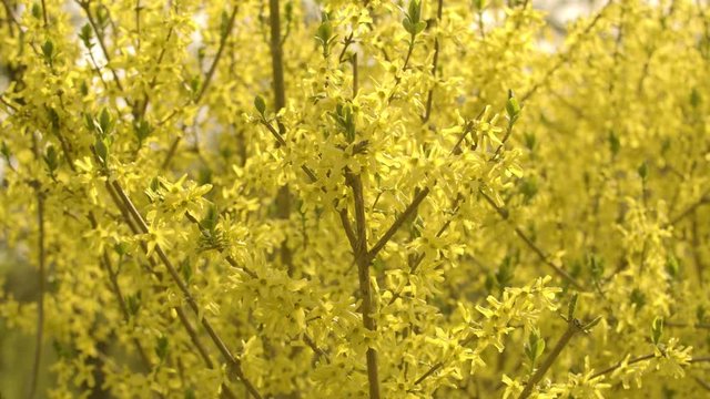 Spring. closeup of flowering tree with yellow flowers