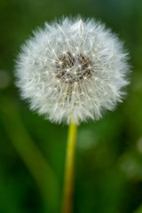 Bloomed dandelion in nature grows from green grass. Old dandelion closeup. Nature background of dandelions in the grass. Green nature background. Nature. Close up background nature of dandelion seeds.