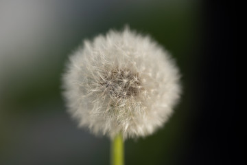 Bloomed dandelion in nature grows from green grass. Old dandelion closeup. Nature background of dandelions in the grass. Green nature background. Nature. Close up background nature of dandelion seeds.