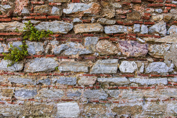 Old, vintage, rock, stone or brick wall with plants and green leaves. 