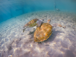  Swimming with turtles  views around the Caribbean island of Curacao