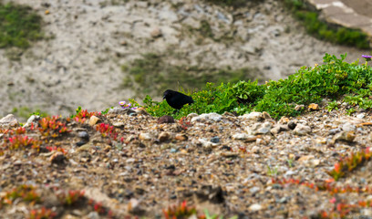 Spring Impressions from the Lands End in Golden Gate Recreation Area in San Francisco