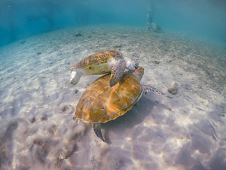  Swimming with turtles  views around the Caribbean island of Curacao