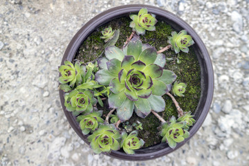 Sempervivum tectorum, an excellent healthy herbal medicine plant in pots