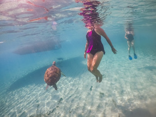  Swimming with turtles  views around the Caribbean island of Curacao