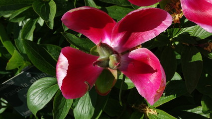 fleur