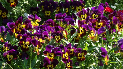 Fototapeta premium fleur