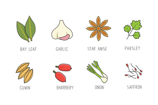 Vector set of culinary spices and herb for your menu or kitchen design. Condiments collection in line art style.