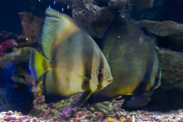 atlantic spadefish in ocean